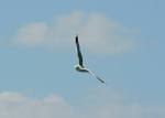 seagull flying on sky high - via Daymix