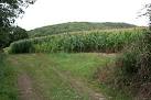 Maize Crop and Woodland. Trevan wood can be seen beyond the field. - via Daymix