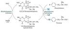 PKU-<b>biopterin</b>