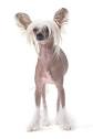 Chinese Crested (