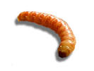 For Sale We now have Butter Worms! - FaunaClassifieds
