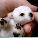 Acting Like Animals : newborn polar bear. REPEAT. newborn polar ... 