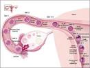 <b>Fertilization</b>. fert
