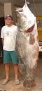 Nile perch - Wikipedia, the free encyclopedia