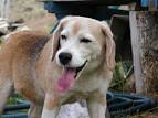 dogs beagles tongues fur - via Daymix