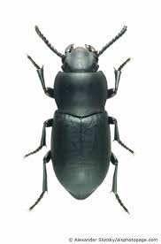 Image result for Dailognatha