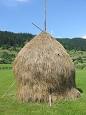 Hay - Wikipedia, the free encyclopedia
