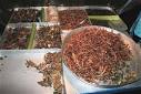 Eating insects for food, snacking on crickets, snakes, baby ...