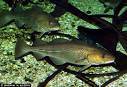 Atlantic Cod, Gadus morhua at MarineBio.