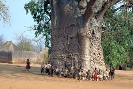 African Tree BAobab