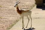 File:Gazella dama -Marwell Wildlife, Hampshire, England-8a.jpg ...