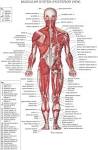 for bigger <b>muscles</b>.