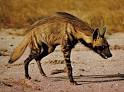 aardwolf -- Britannica Online Encyclopedia