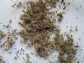 EMCDDA | Drug profile: Synthetic cannabinoids and '