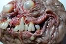Teratoma Belt Buckle polymer clay OOAK by MorgansMutations on Etsy