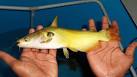 View topic - horabagrus brachysoma (sun cat,golden red tail)