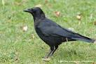 Carrion Crow - Corvus corone