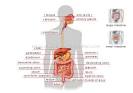 HUMAN BEING :: ANATOMY :: DIGESTIVE SYSTEM image - Visual ...