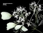 Flowering Plant Families, UH Botany