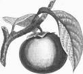 Date Plum