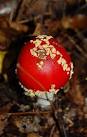 Button Toadstool. Fly Agaric (Amanita muscaria) - via Daymix
