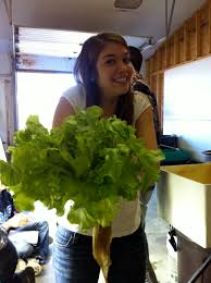 Erin Cavagnaro, \u0026#39;12, shows off a bunch of lettuce from her project. Photo credit: Elyse Schmitt/THE CAMPUS. “It\u0026#39;s kind of up and coming as a sustainable way ... - IMG_0397