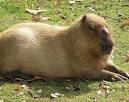 CAPYBARA (Hydrochoerus hydrochaeris) - Animals - A-Z Animals ...