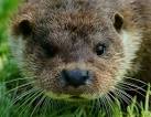 It's 12.00, and the otter talk has just commenced. Bad news; it's in the - via Daymix