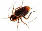 Vent: La cucaracha!