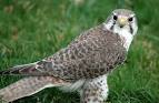 HawkQuest Prairie Falcon