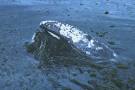 Gray Whales: Migration