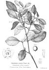 <b>Celastraceae</b> R. Br.