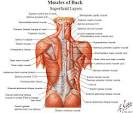 Mastering Gross Anatomy « Medicine From The Trenches