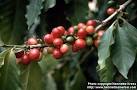 Photo: Coffea arabica 1. | Henriette's Herbal Homepage
