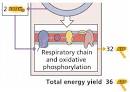 CELLULAR METABOLISM AND FERMENTATION