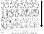 BIOLOGY TEXTBOOK FRAUD: Embryology: The "biogenetic law" Earnst ...