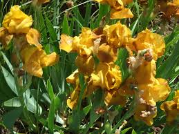 images?q=tbn:ANd9GcTsuTS3JkxgrYDyMk11HcXNBnjh5769UH3PnU6nbjAqwMO_0NX3AQ