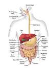 digestive health, digestion &amp; digestive system - www.