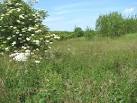 Flowering elder (Sambucus nigra). Willow trees which here are growing as a - via Daymix