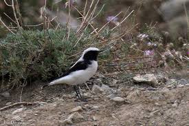 images?q=tbn:ANd9GcTt8hkOWtHO9qgRgSVZrr2zKla0adfFJFWDWdUYRL7XK7qGnFjRFQ