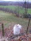 Billy Goat Gruff. This particular chap on his own in a field of sheep was - via Daymix