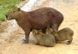 Hydrochoerus hydrochaeris - Wikipedia, la enciclopedia libre