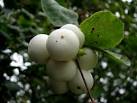 of the Honeysuckle Family and a native of North and Central America. - via Daymix