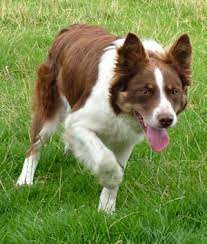 Borderski ovčar - Border Collie - Page 3 Images?q=tbn:ANd9GcTtQW6awQDtTaXpof9TyOsqwxJG3Jd__t-AoyGcXlZ7aPMOARCNyNZj1C6xow