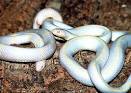 Albino California Kingsnake
