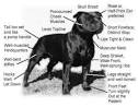 Breed Standard - Neterex Staffordshire Bull Terriers