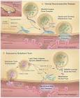 Botulinum Toxins: Bad Bug or Miracle Medicine? - Student Pulse