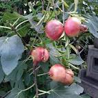 pomegranate Punica granatum L. Regnum:Plantae Phylum|:Magnoliophyta - via Daymix