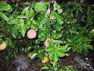 JUJUBE FOR SALE IN MELBOURNE's Edible Backyard