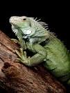 Green Iguanas, Green Iguana Pictures, Green Iguana Facts ...